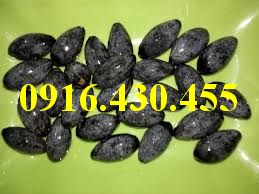 Cây giống trám đen